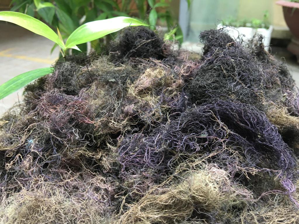 Rong biển Metco B1